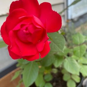 Meet your Posher, May